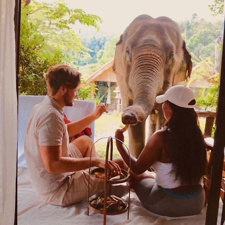 3 Pok Maewang Jinxiang Gold Elephant Park Mae Wang Dış mekan fotoğraf