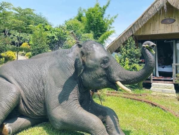 3 Pok Maewang Jinxiang Gold Elephant Park Mae Wang Dış mekan fotoğraf