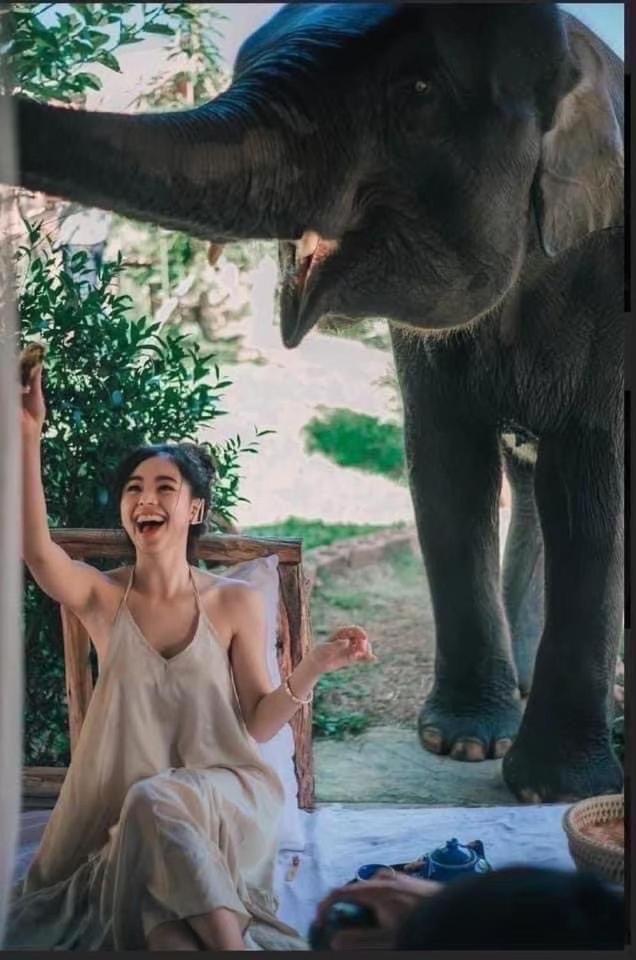 3 Pok Maewang Jinxiang Gold Elephant Park Mae Wang Dış mekan fotoğraf