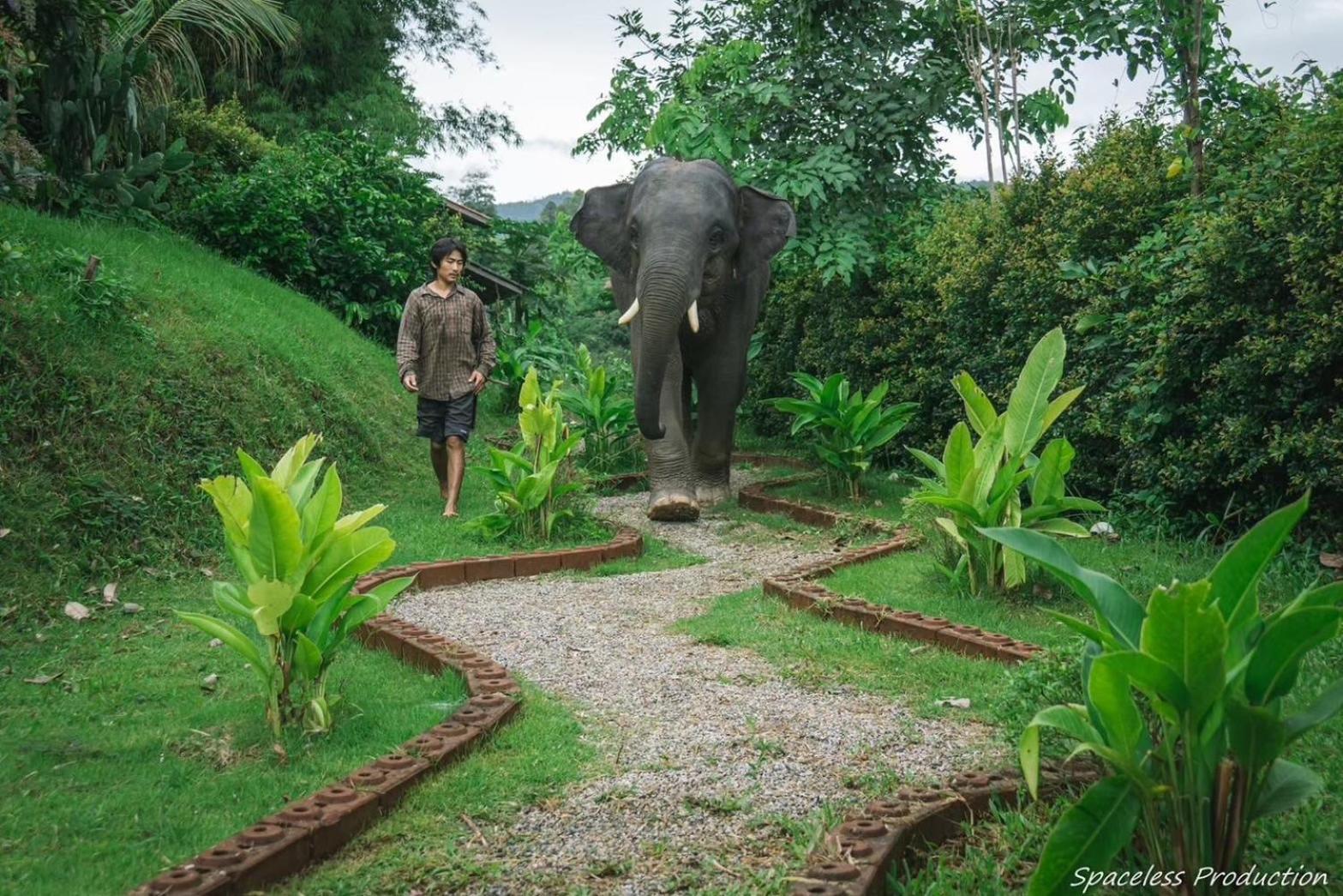 3 Pok Maewang Jinxiang Gold Elephant Park Mae Wang Dış mekan fotoğraf