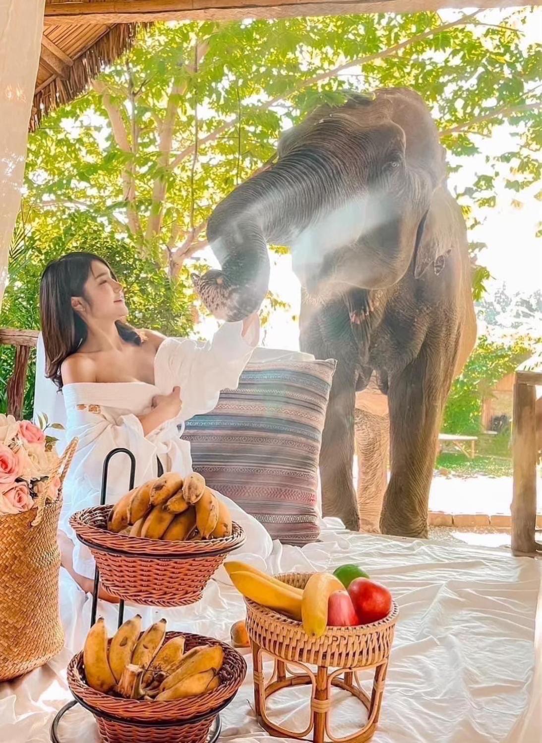 3 Pok Maewang Jinxiang Gold Elephant Park Mae Wang Dış mekan fotoğraf