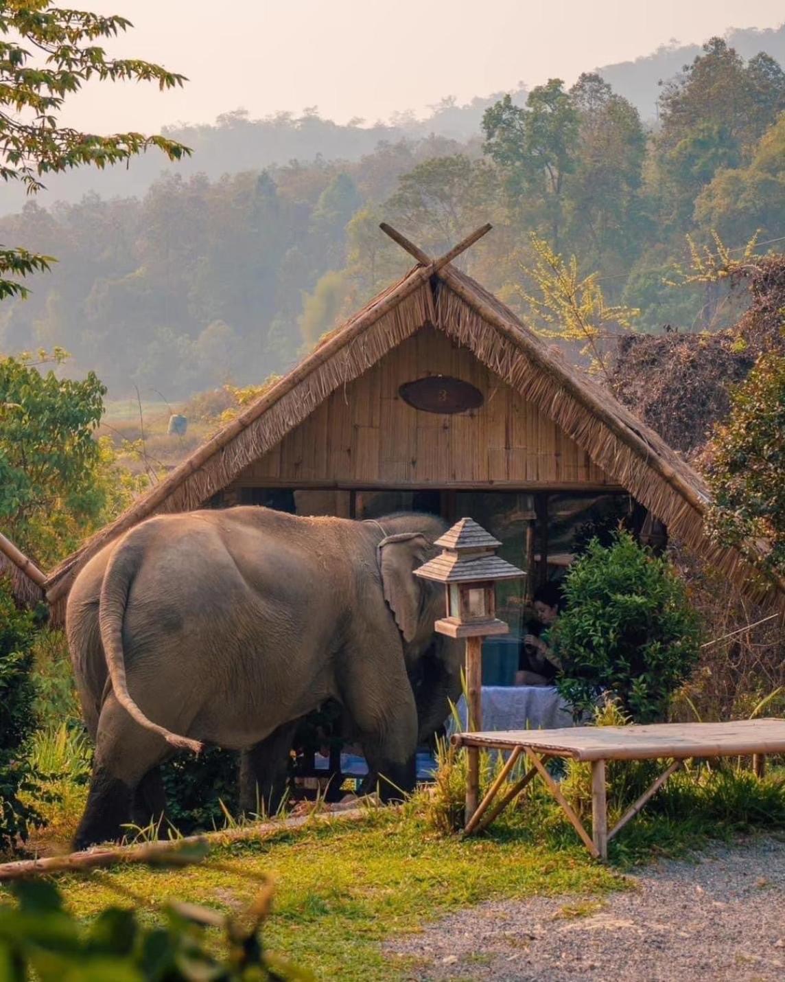 3 Pok Maewang Jinxiang Gold Elephant Park Mae Wang Dış mekan fotoğraf