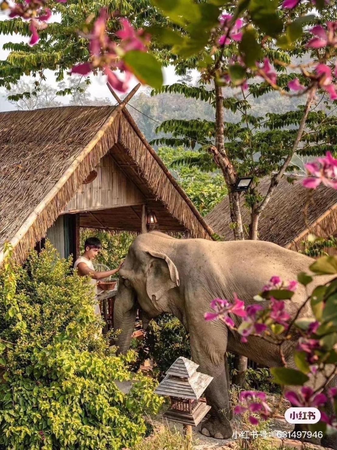 3 Pok Maewang Jinxiang Gold Elephant Park Mae Wang Dış mekan fotoğraf
