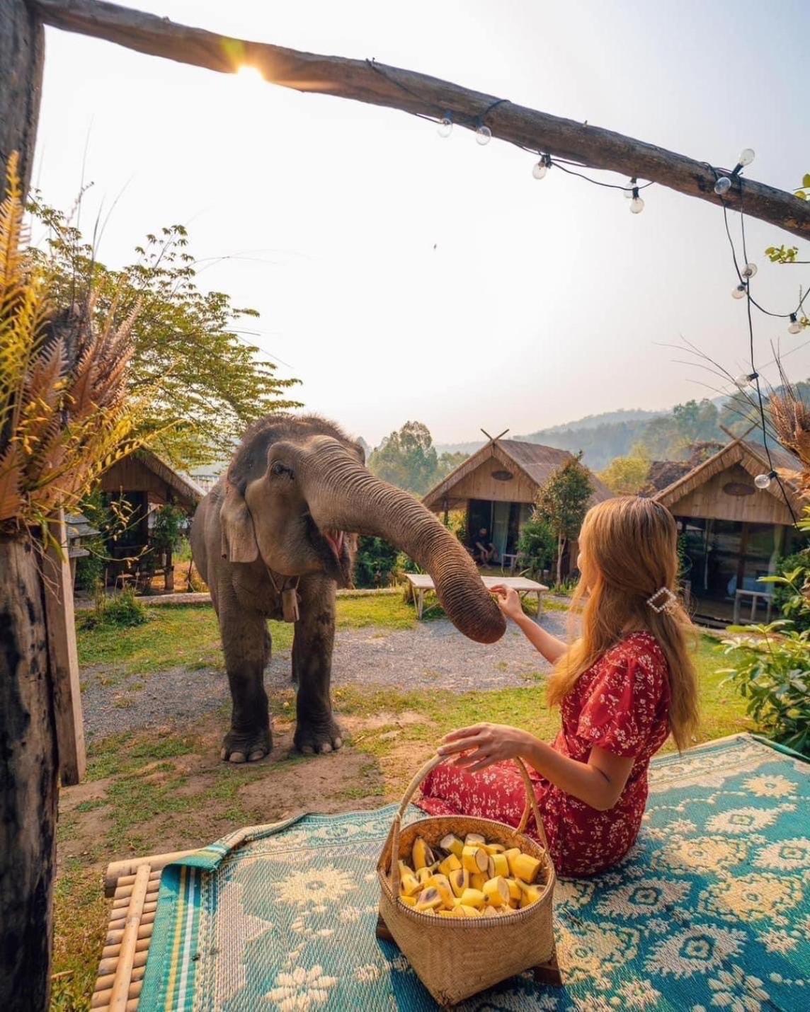 3 Pok Maewang Jinxiang Gold Elephant Park Mae Wang Dış mekan fotoğraf