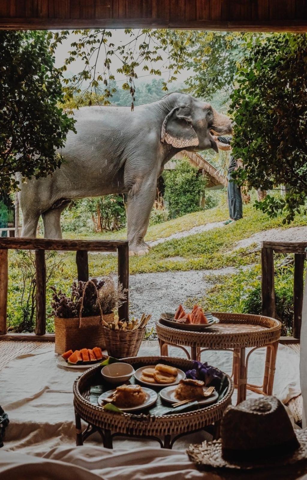 3 Pok Maewang Jinxiang Gold Elephant Park Mae Wang Dış mekan fotoğraf